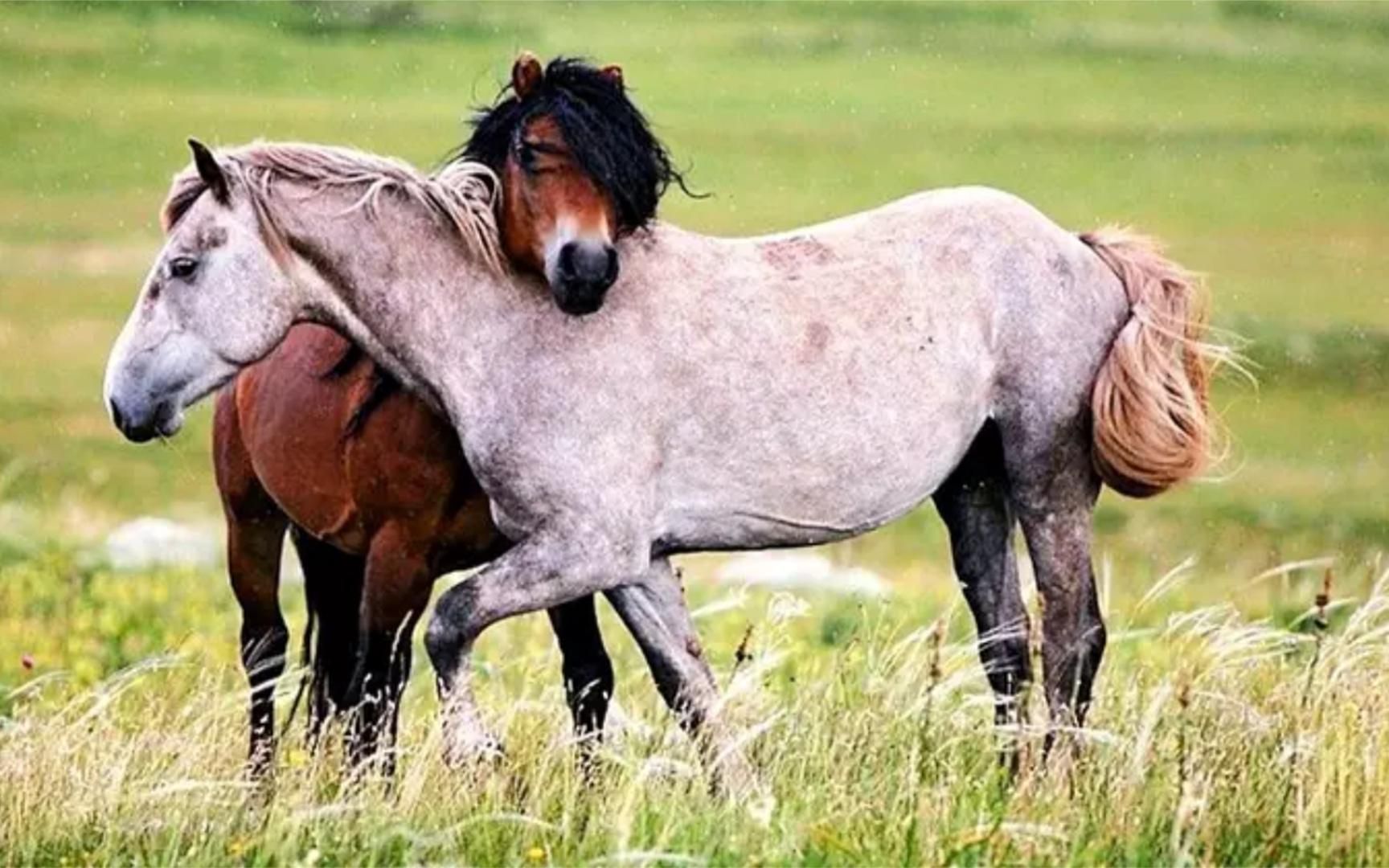 512. 强壮的公马第一次遇见母马,场面瞬间失控,镜头拍下全程