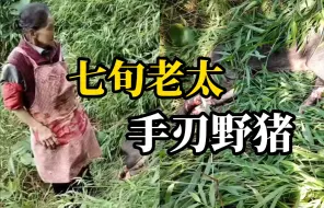 Descargar video: 77岁老人上山被野猪追咬，单枪匹马抡起镰刀“反杀”