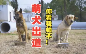 Download Video: 萌犬出道铁路春运