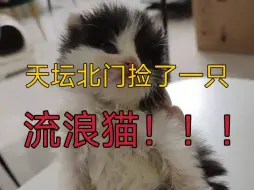 Video herunterladen: 天坛北门的绿化带里捡到了一只流浪猫！！！！