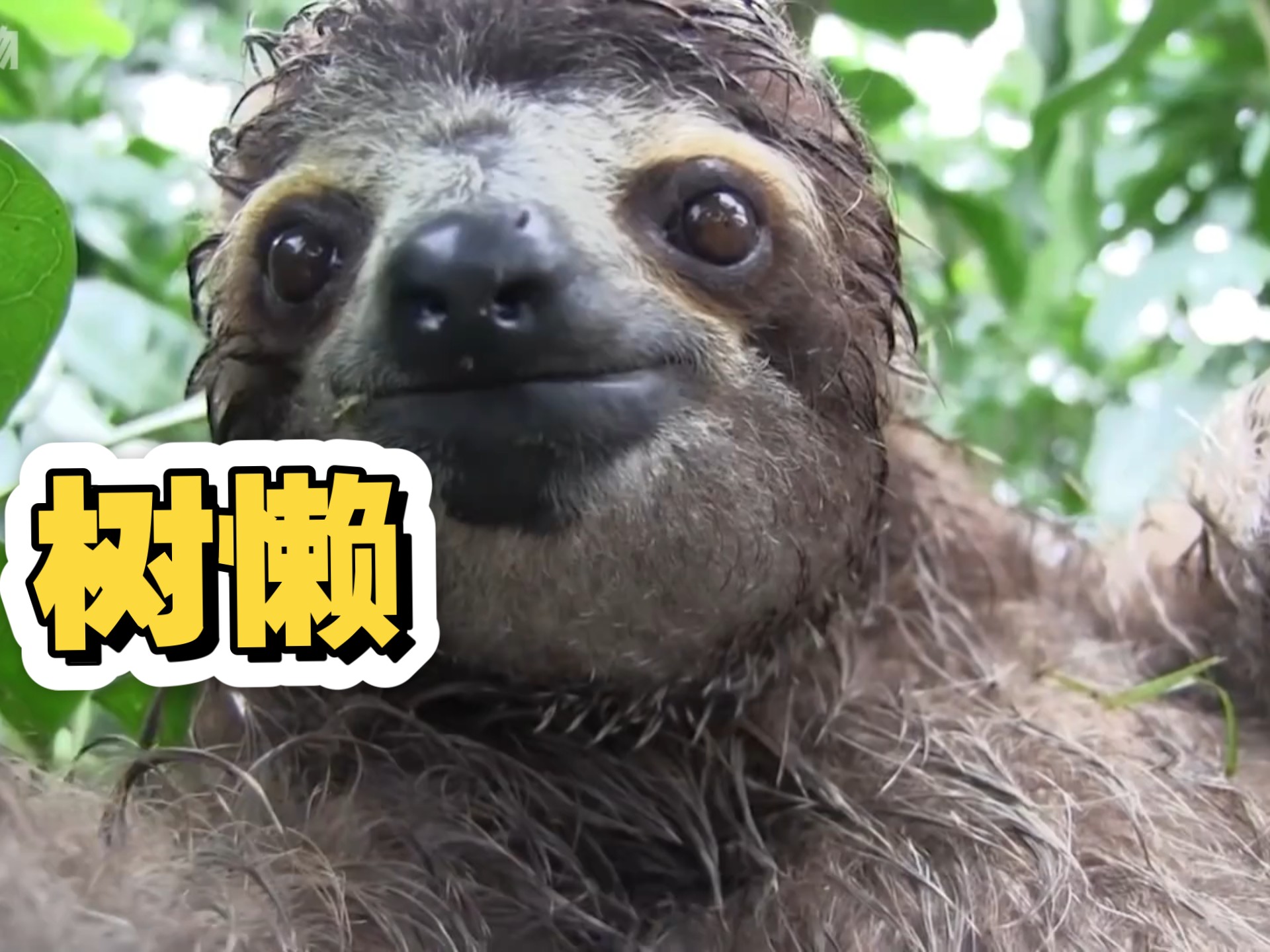 树懒为什么那么慢