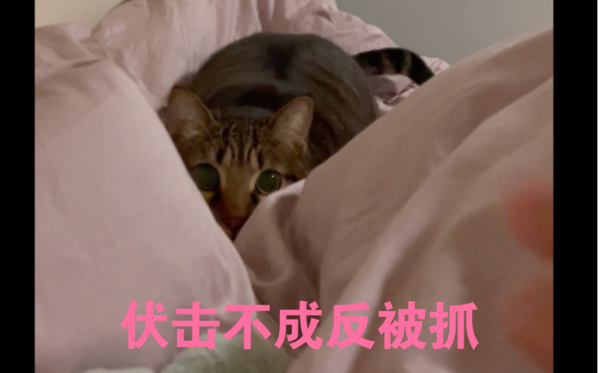 又抓又蓐的小猫猫哔哩哔哩bilibili