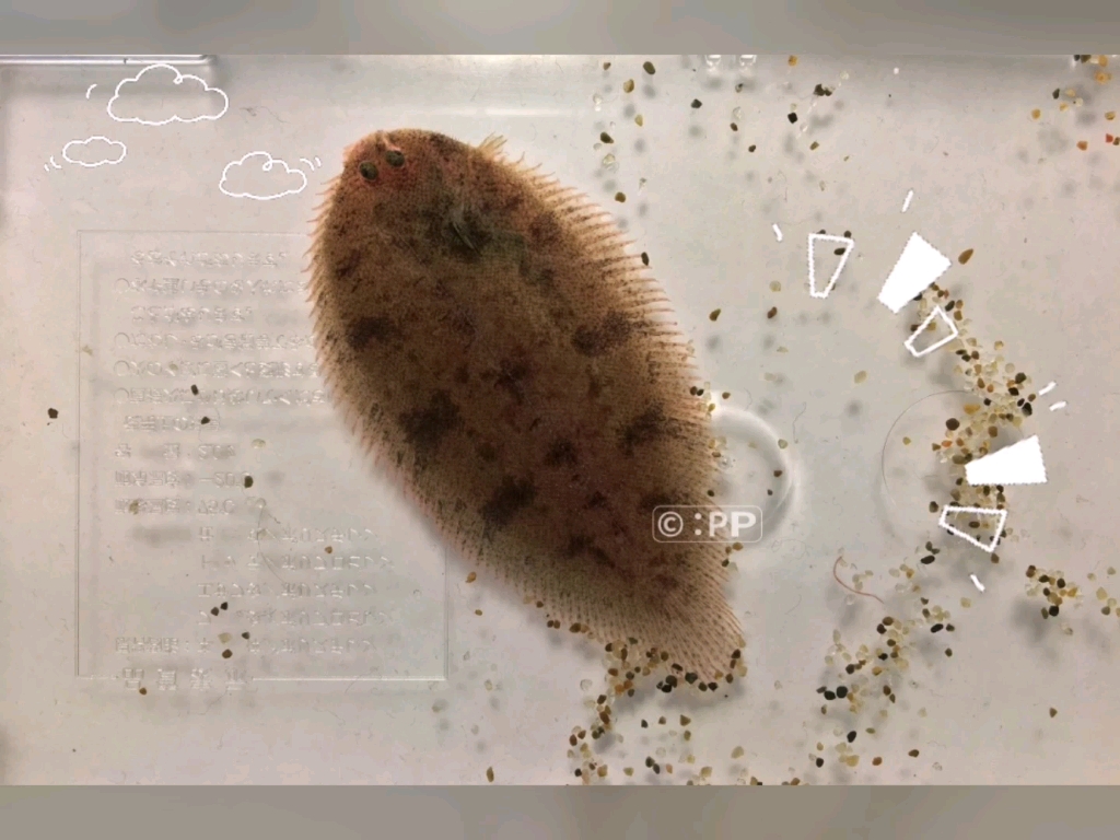 印度淡水比目鱼和南美淡水比目.