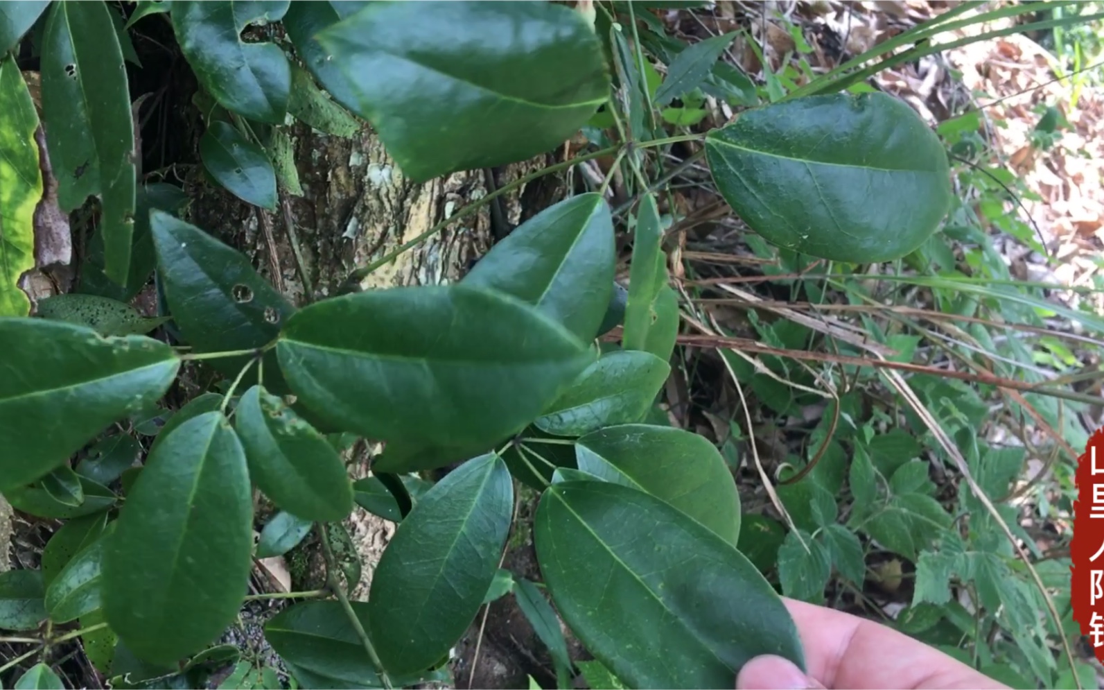 野生八月瓜很多人没见过,不但好吃还很实用