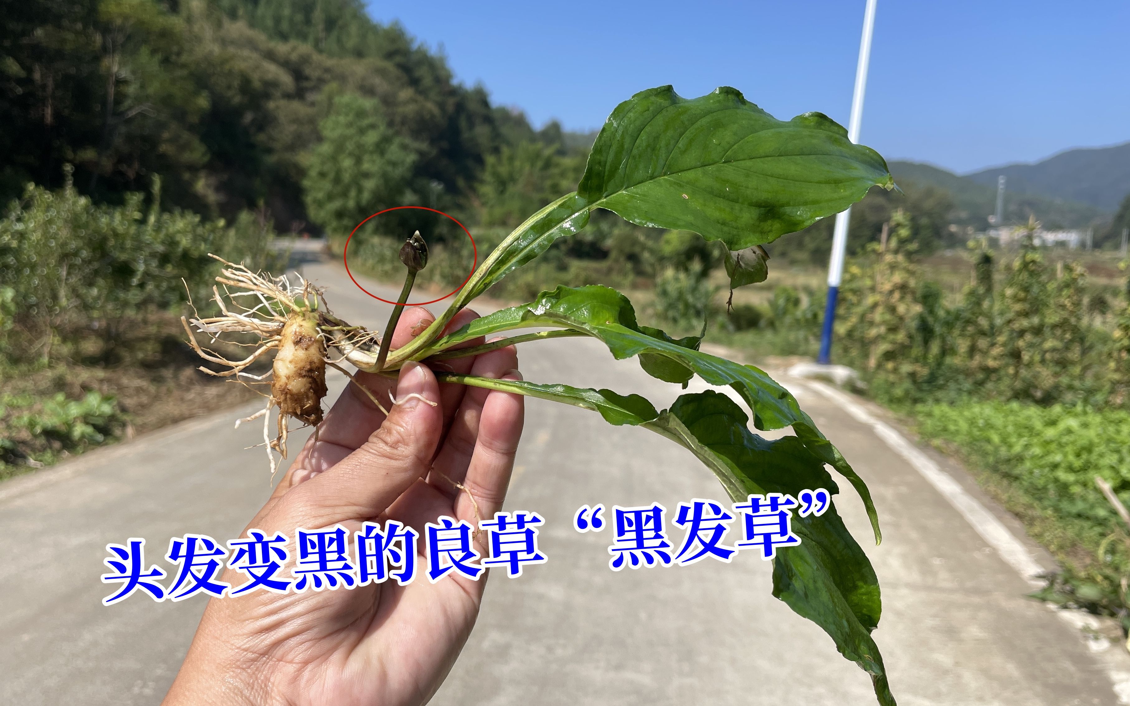 长满白发不用愁,把"黑发草"挖回去煮水洗头,说不定你家乡也有