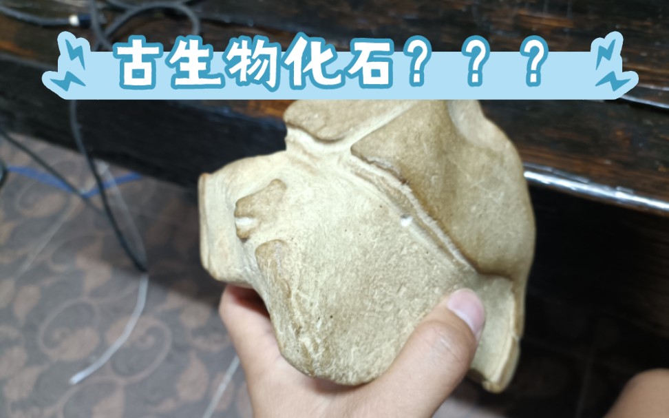 不知名的古生物化石?求大神鉴定!哔哩哔哩bilibili