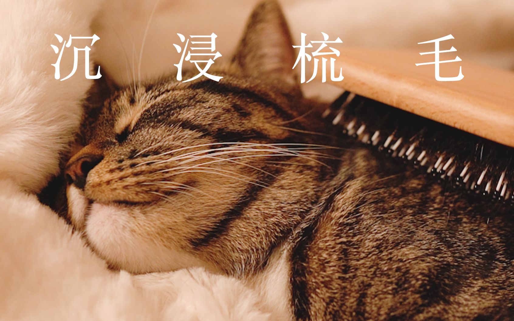 [图]【1649C】她真的好舒服! 环绕声体验猫猫梳毛呼噜RUA肚皮全身按摩