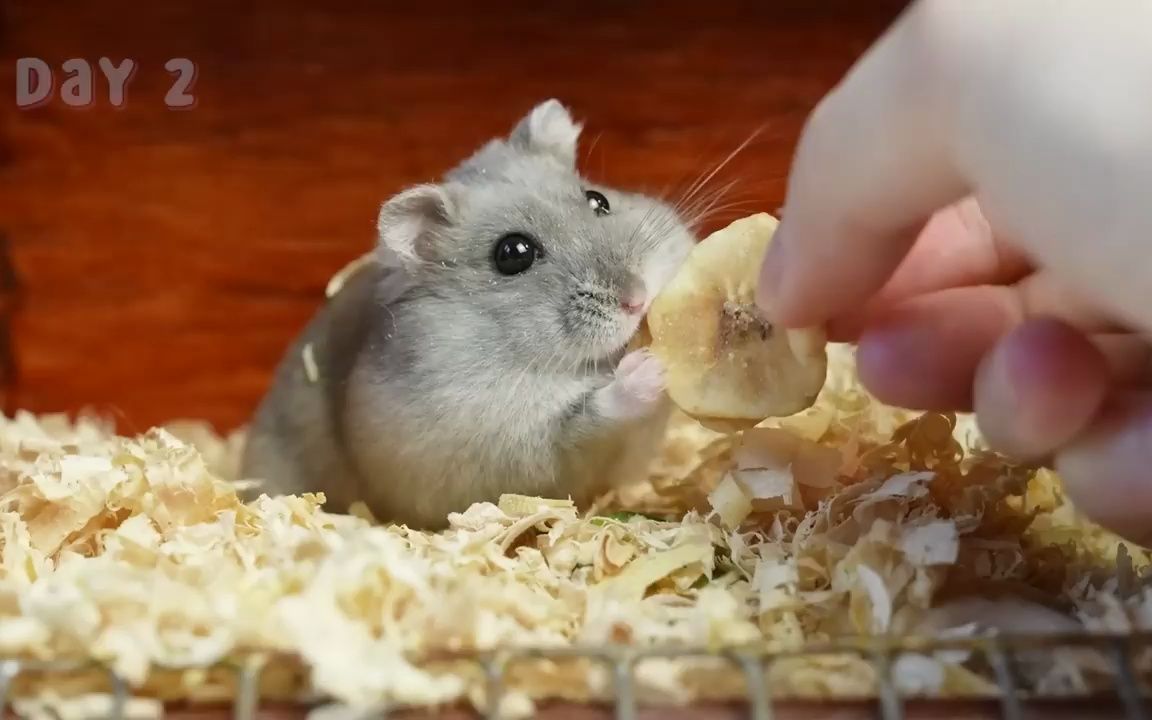 会唱歌的仓鼠