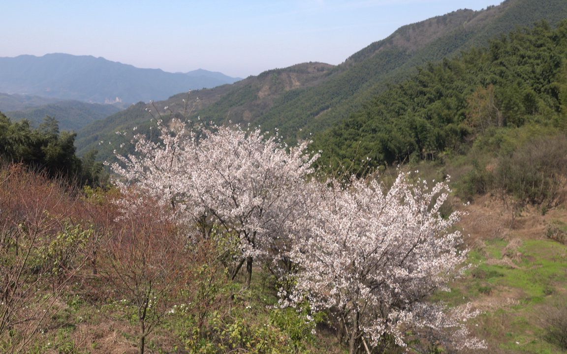 四明山大岚镇的高山樱花,美翻了!