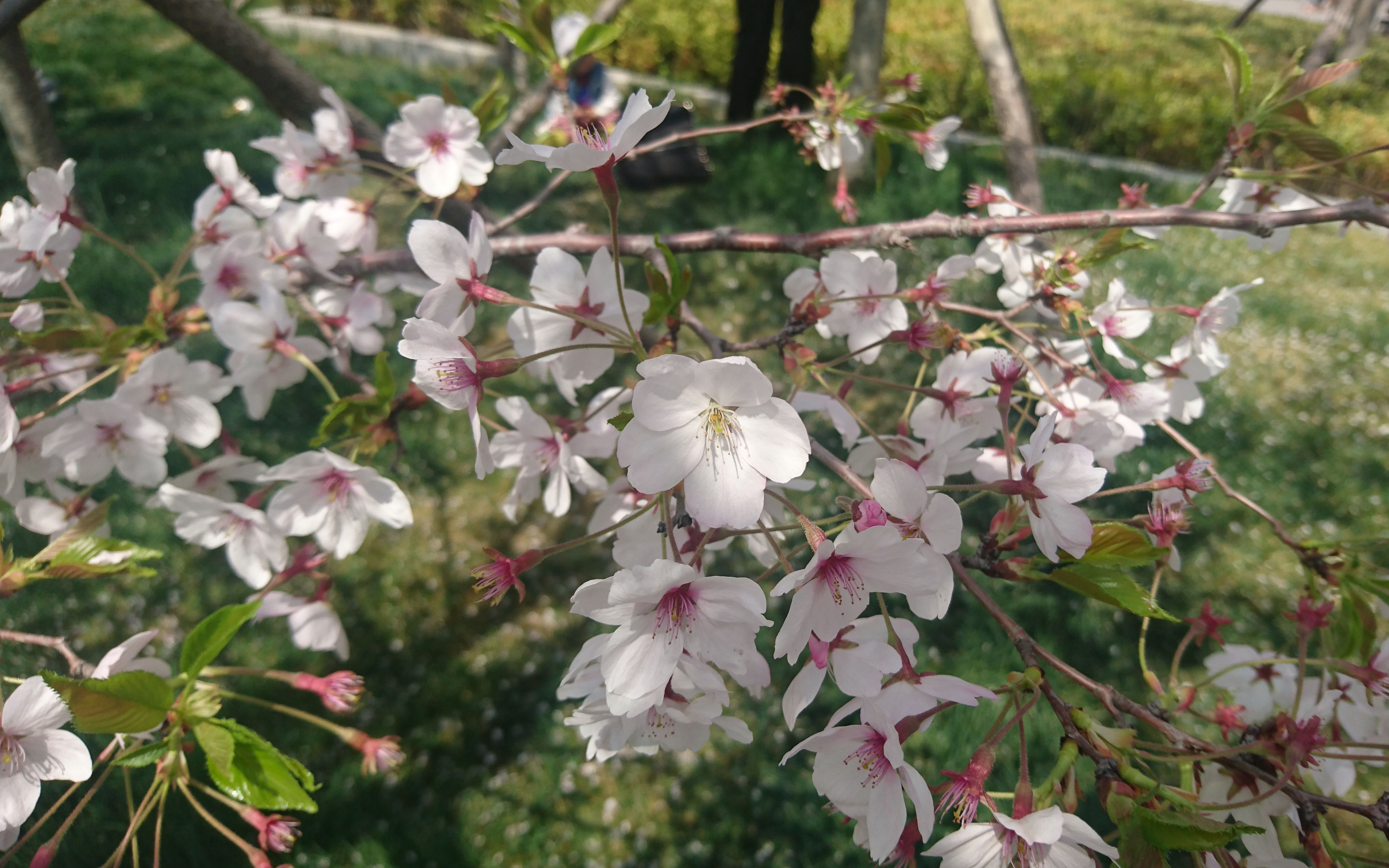 牟平龙湖樱花节图片