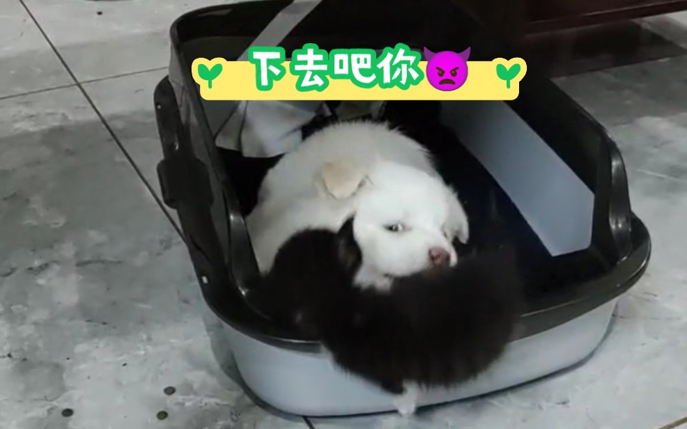 哈哈哈笑死我了这俩活宝 狗:下去吧你;猫:下都下来了,吃个饭吧