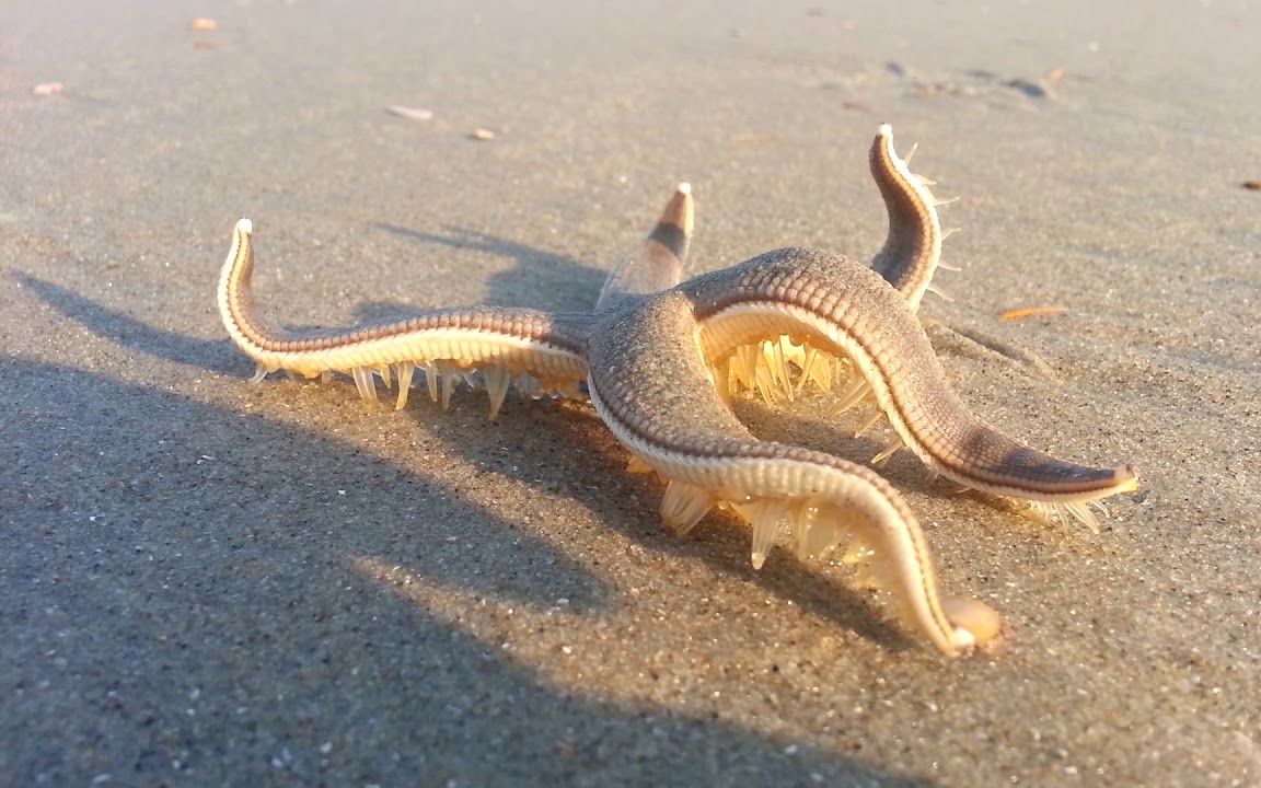 路人拍到海星在沙滩上爬行,奇形怪状得可怕!@油兔不二字幕组