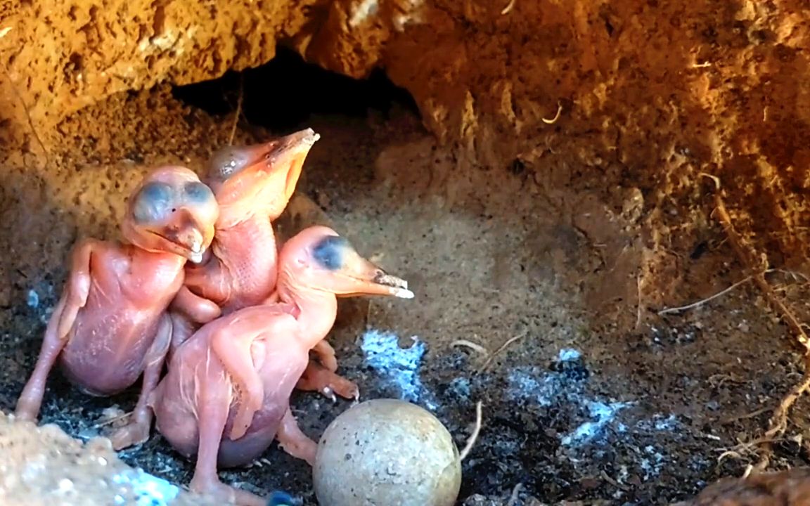 翠鸟育雏:从破壳到离巢,亲鸟尽心尽力照顾每个孩纸
