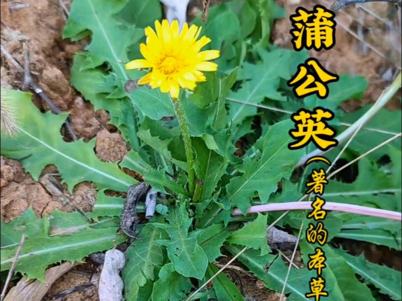 蒲公英别名婆婆丁、黄花地丁,是菊科多年生草本植物,自古都是同源两用本草,不仅可以当野菜吃,还有很高的价值!你们都是怎么用的呢?#蒲公英 #大...