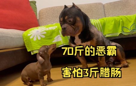 [图]70斤的恶霸犬竟然被三斤的幼犬吓到失禁