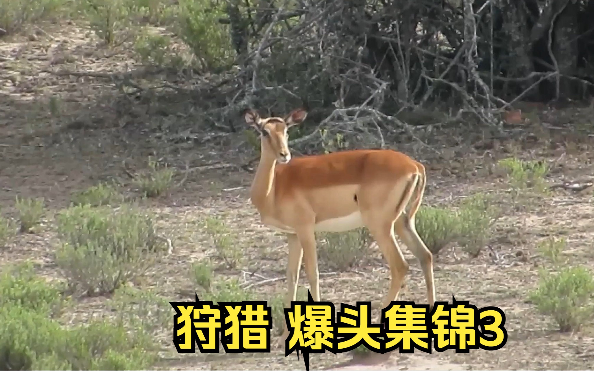 [图]国外大神狩猎 爆头集锦03