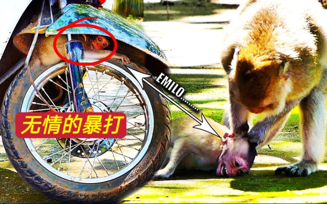 躲到摩托车挡泥板下面都被暴打,小猴子太可怜了,猴妈脾气很暴躁
