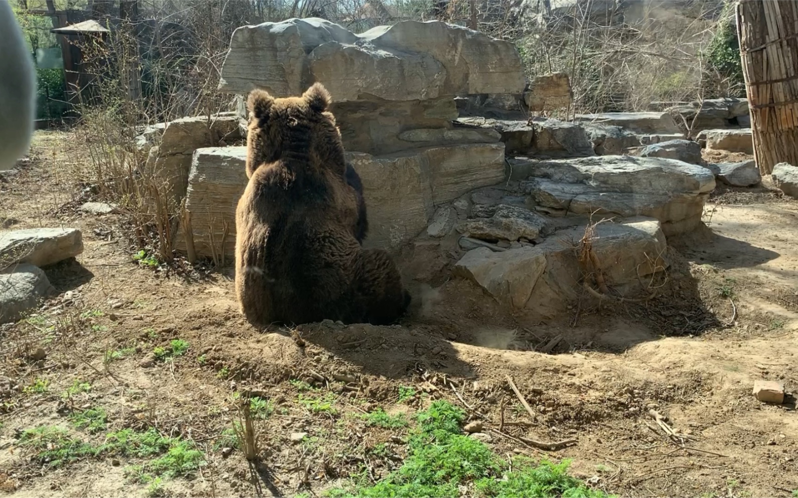 北京动物园里睡觉的熊熊