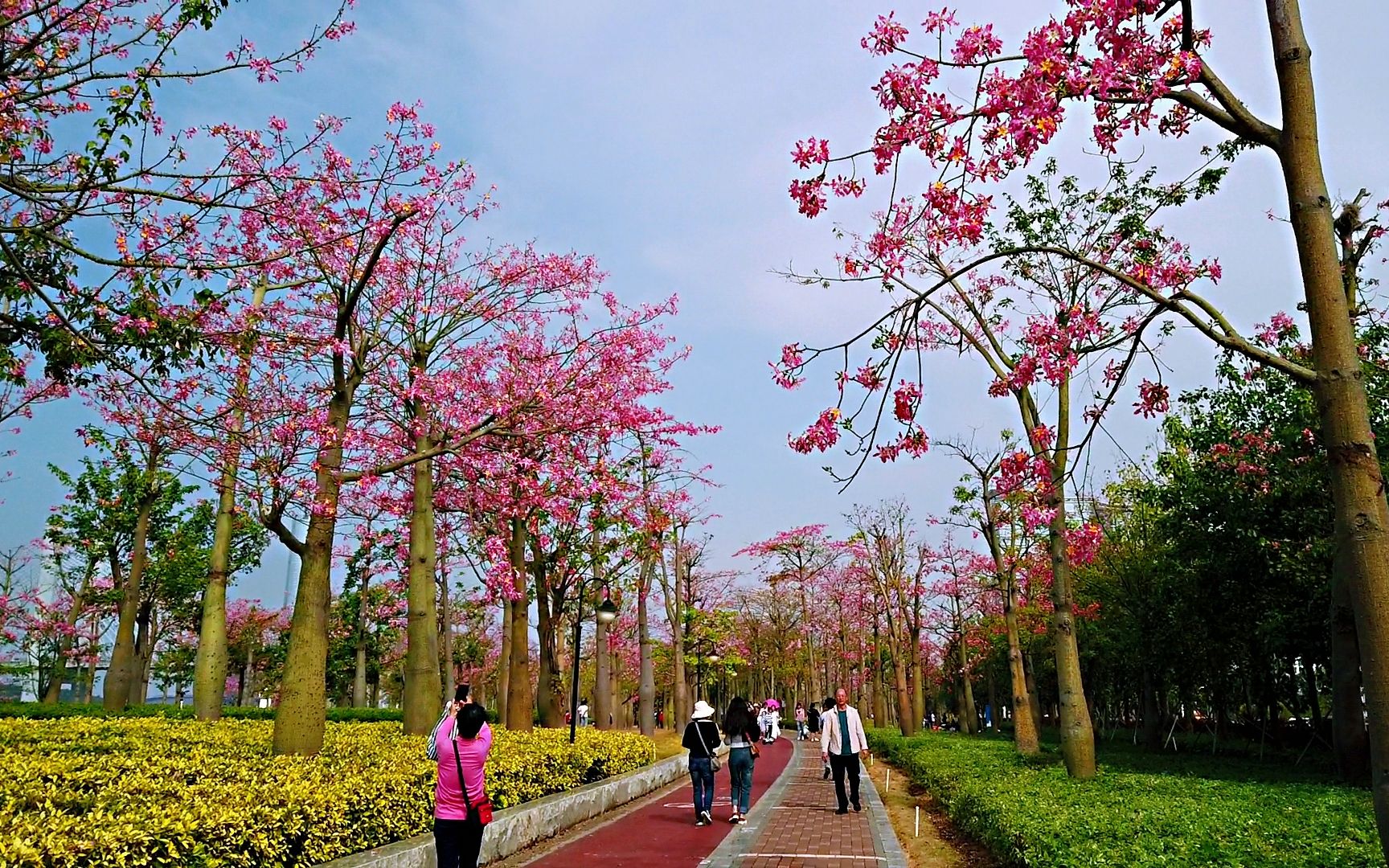 你在北方觀雪景,我在南方賞花海,珠海橫琴花海長廊美得讓人心醉