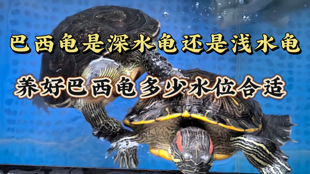 巴西龟是深水龟还是浅水龟?家庭饲养巴西龟多少水合适?养龟日常