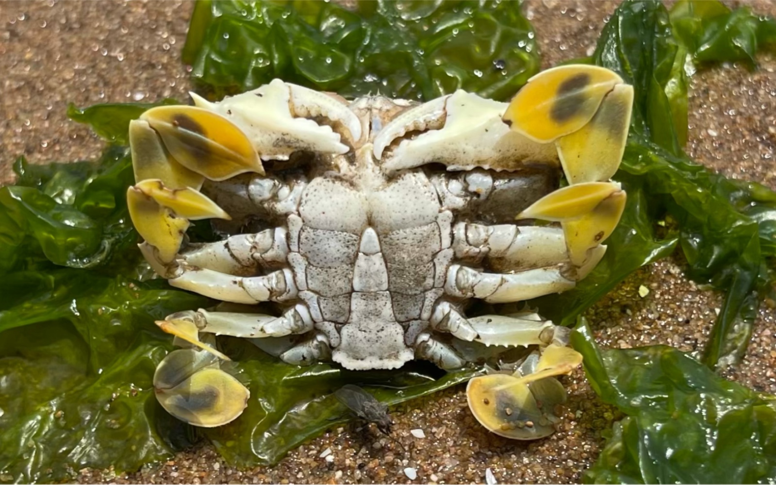 赶海捡到花旦蟹,还挖到海葵,就是天太热了