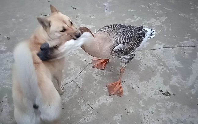 [图]桂林中华田园犬VS狮头鹅