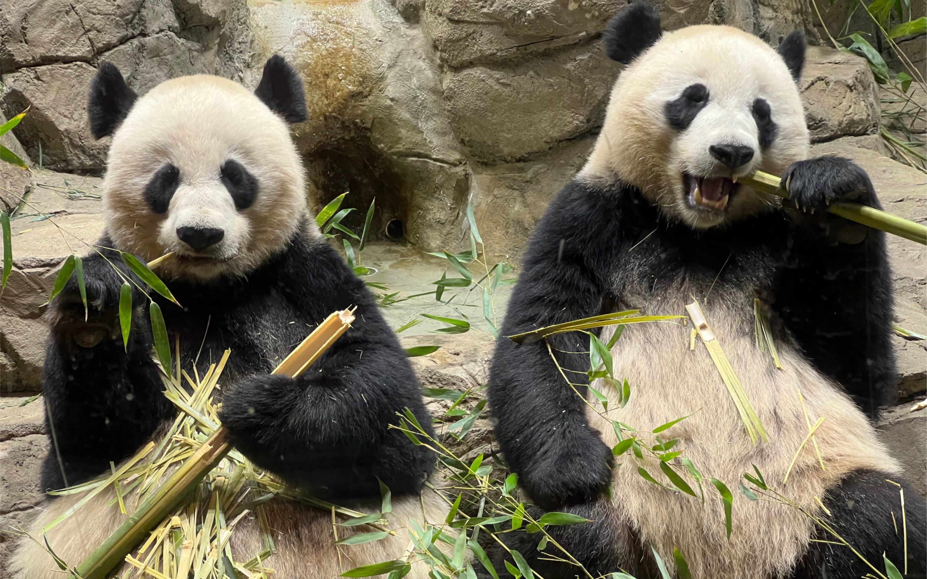 旅美大熊猫小奇迹与美香被竹子包围,快乐炫竹中!