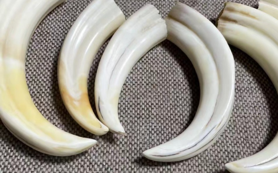 合法进口非洲疣猪牙出售