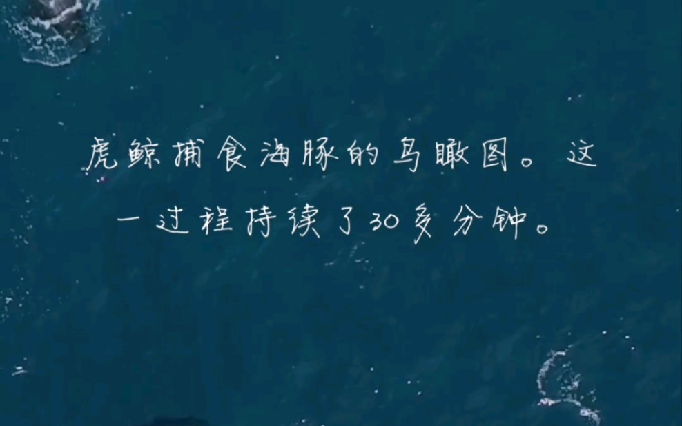 因为机动性更强的海豚能够比虎鲸更快地曲折前进.但最终,一只海豚还是无法战胜5只虎鲸的团队合作.#鲸鱼 #海豚哔哩哔哩bilibili