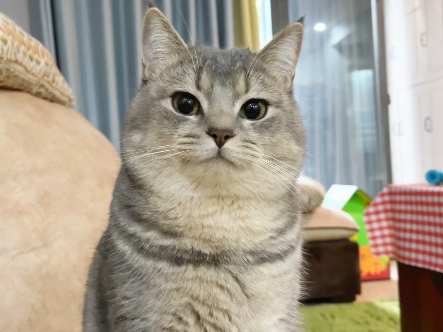 养猫人的精神状态遥遥领先!