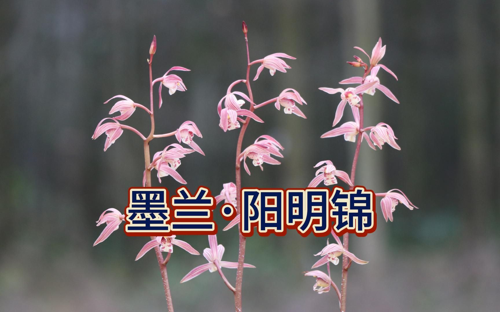 墨兰线艺红色兰花阳明锦