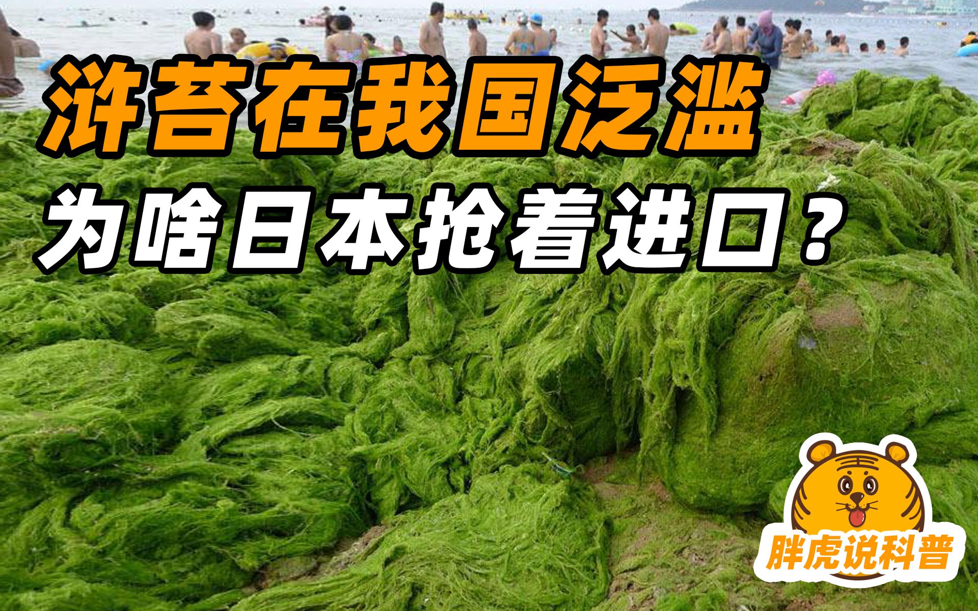 [图]山东人恨得牙根痒痒的浒苔，为啥日本人要花大钱进口？