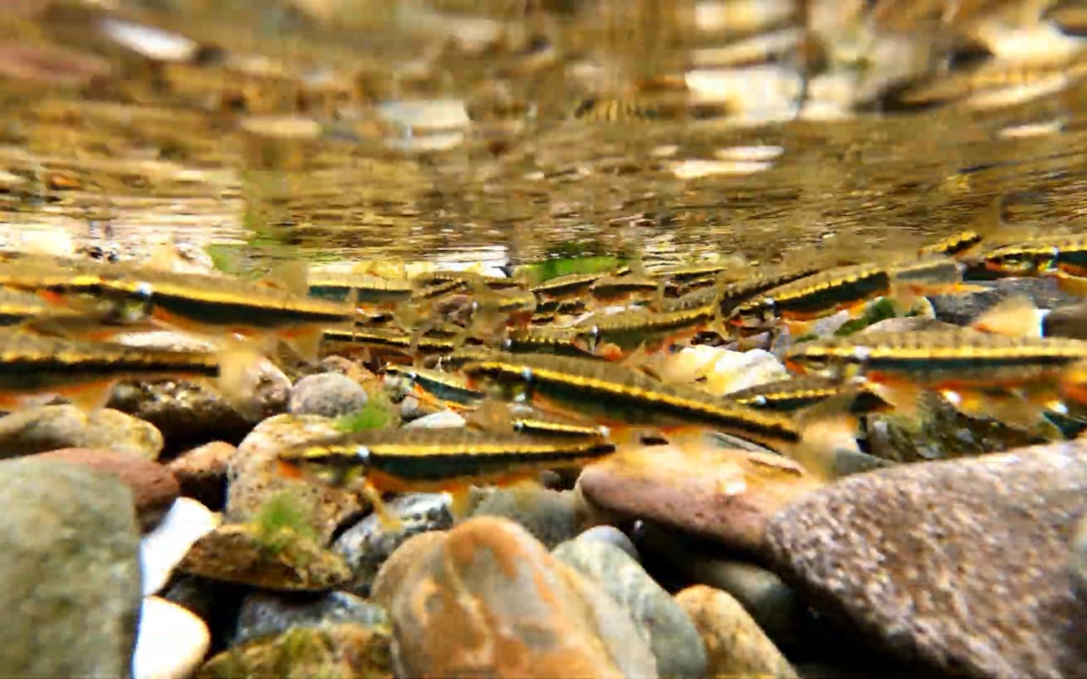 【youtube】韩国溪流中的真鱥