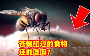 Télécharger la video: 苍蝇落在食物上会发生什么？被它碰过的食物还能吃吗？