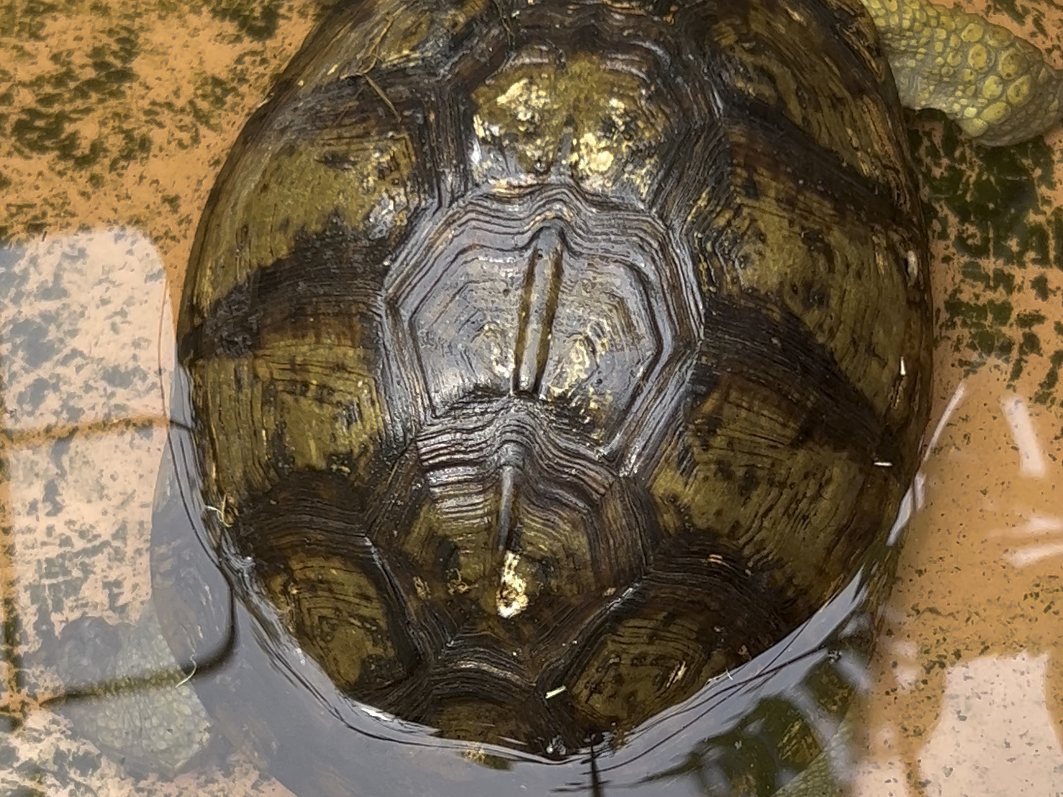 小时候会数数龟背甲的纹路有几圈来大体估算一下龟的年龄