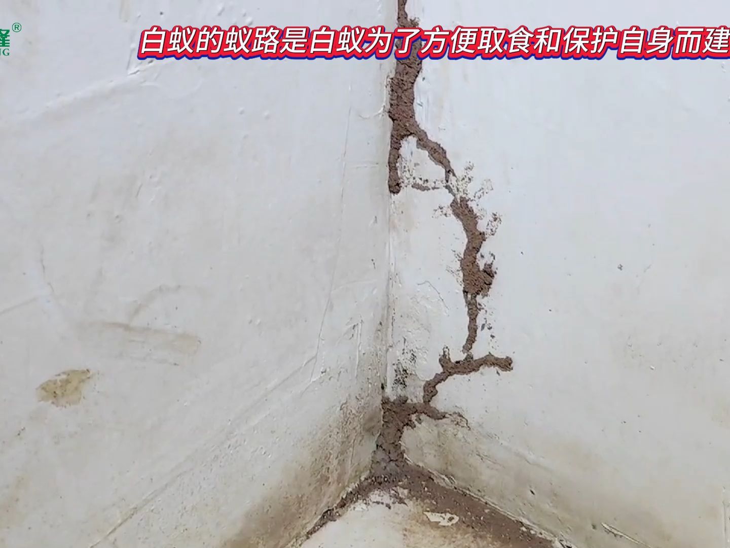 白蚁的蚁路是白蚁为了方便取食和保护自身而建立的通道