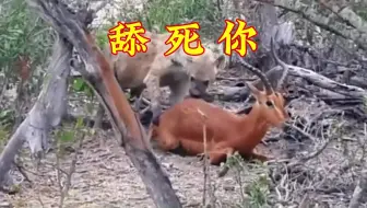 舔死你