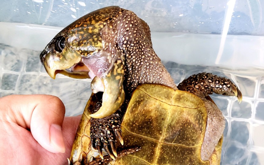 【闽北爱龟舍】大头平胸龟