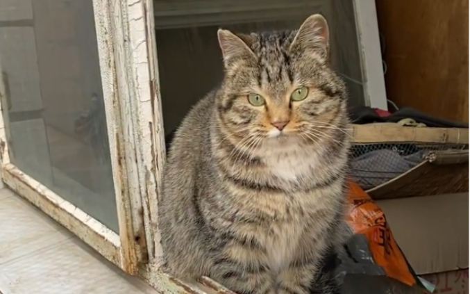 东北小土猫 绿眼睛又双叒叕来啦!腼腆可爱