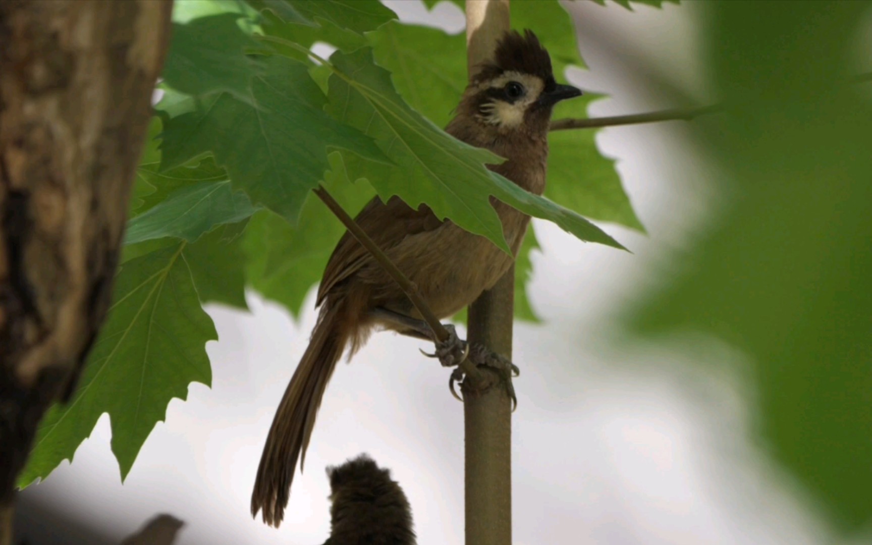 【觀鳥】白頰噪鶥