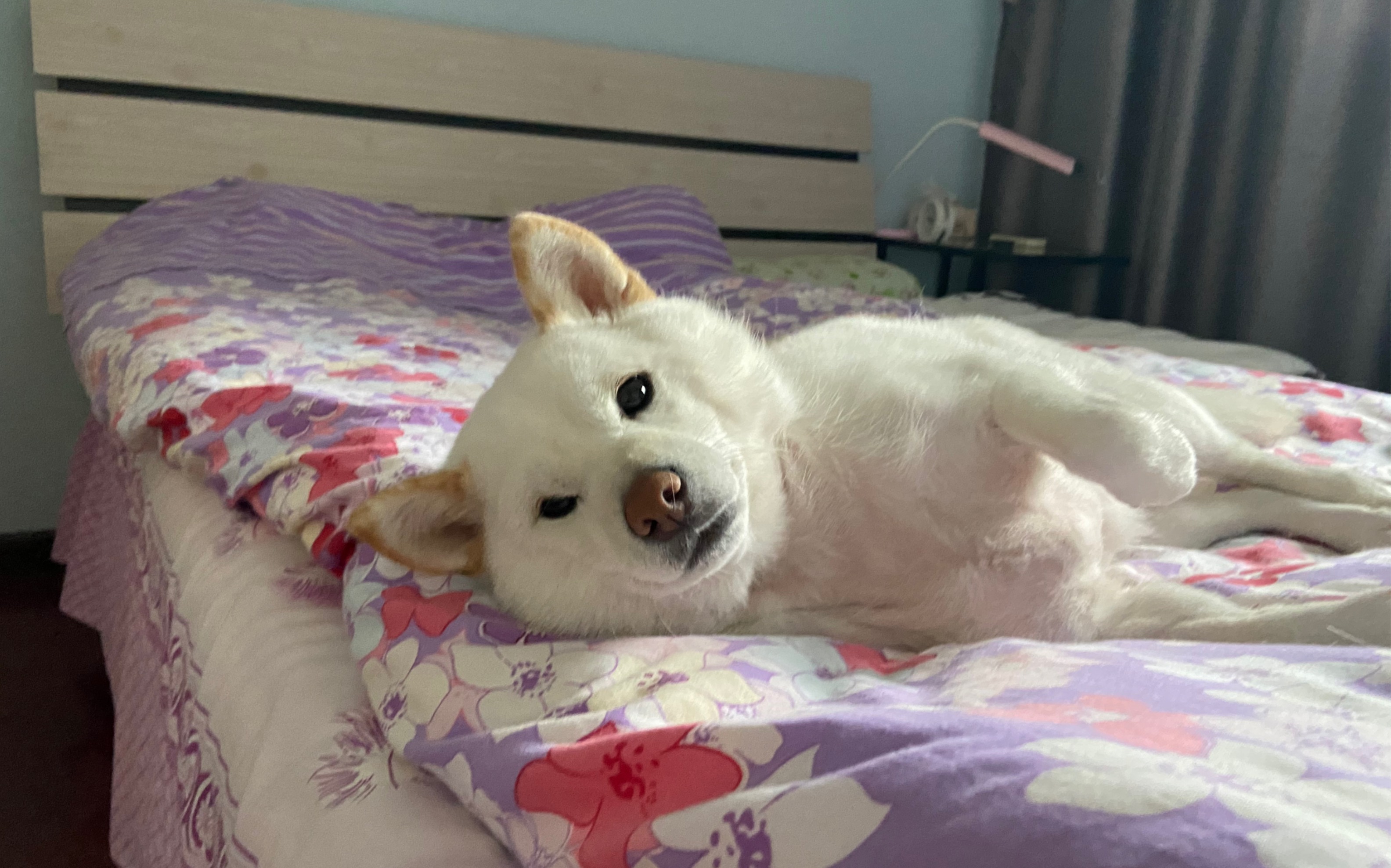 我已经是一只废狗了