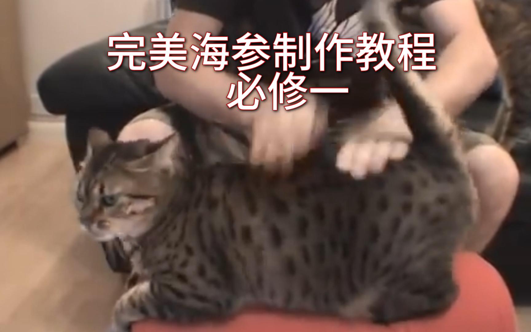 如何制作猫咪海参哔哩哔哩bilibili