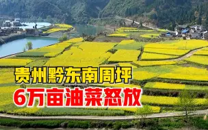 Download Video: 贵州黔东南周坪6万亩油菜怒放，一片金黄宛若金色海洋