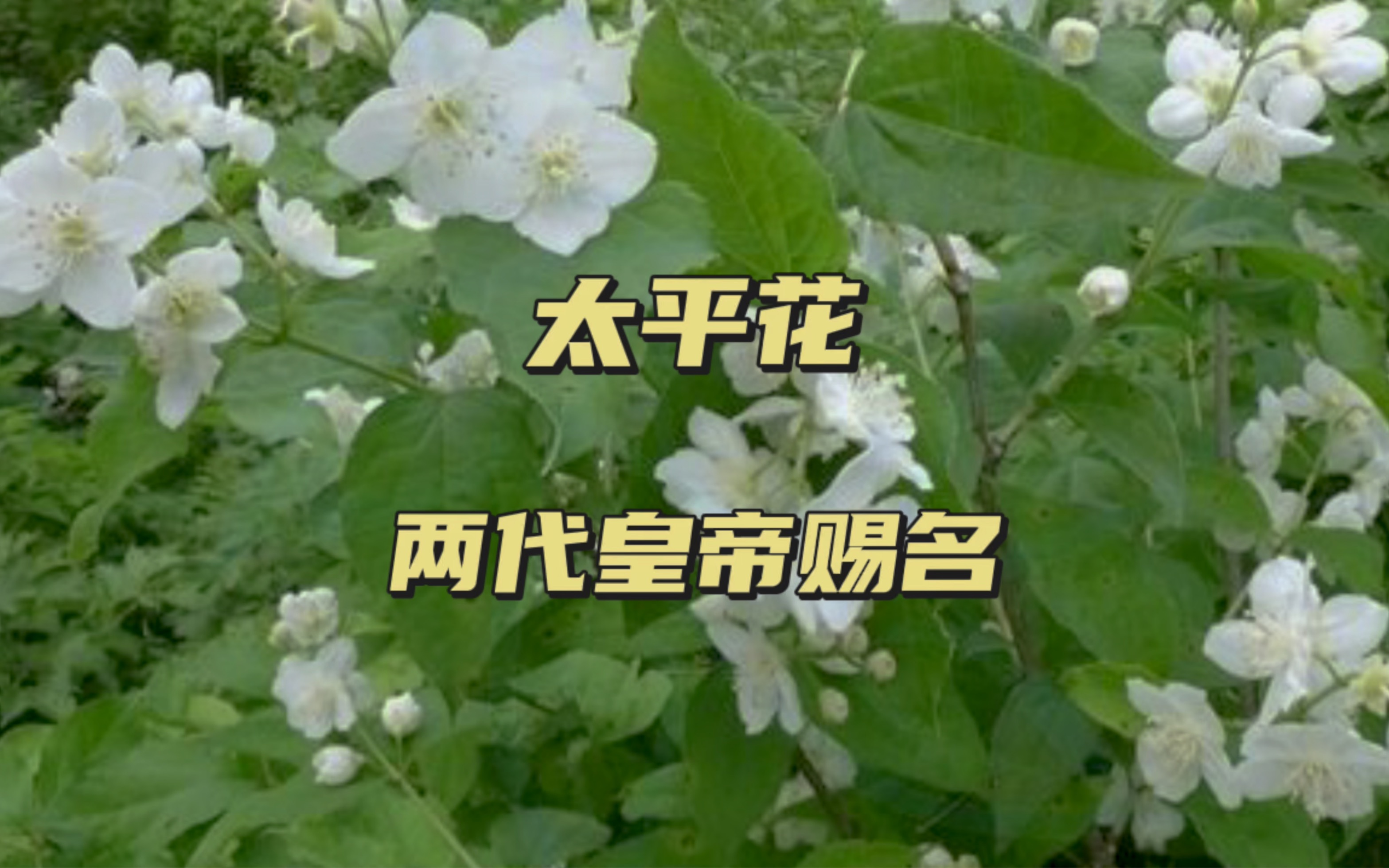 太平花,被两代皇帝赐名的花哔哩哔哩bilibili