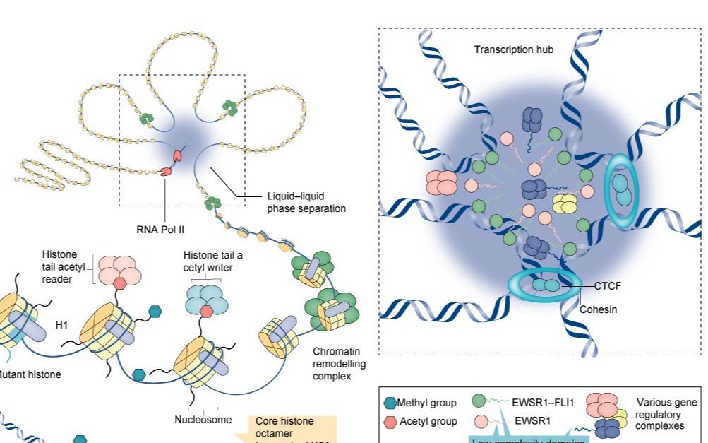 科研插图练习二十六dna核小体组蛋白
