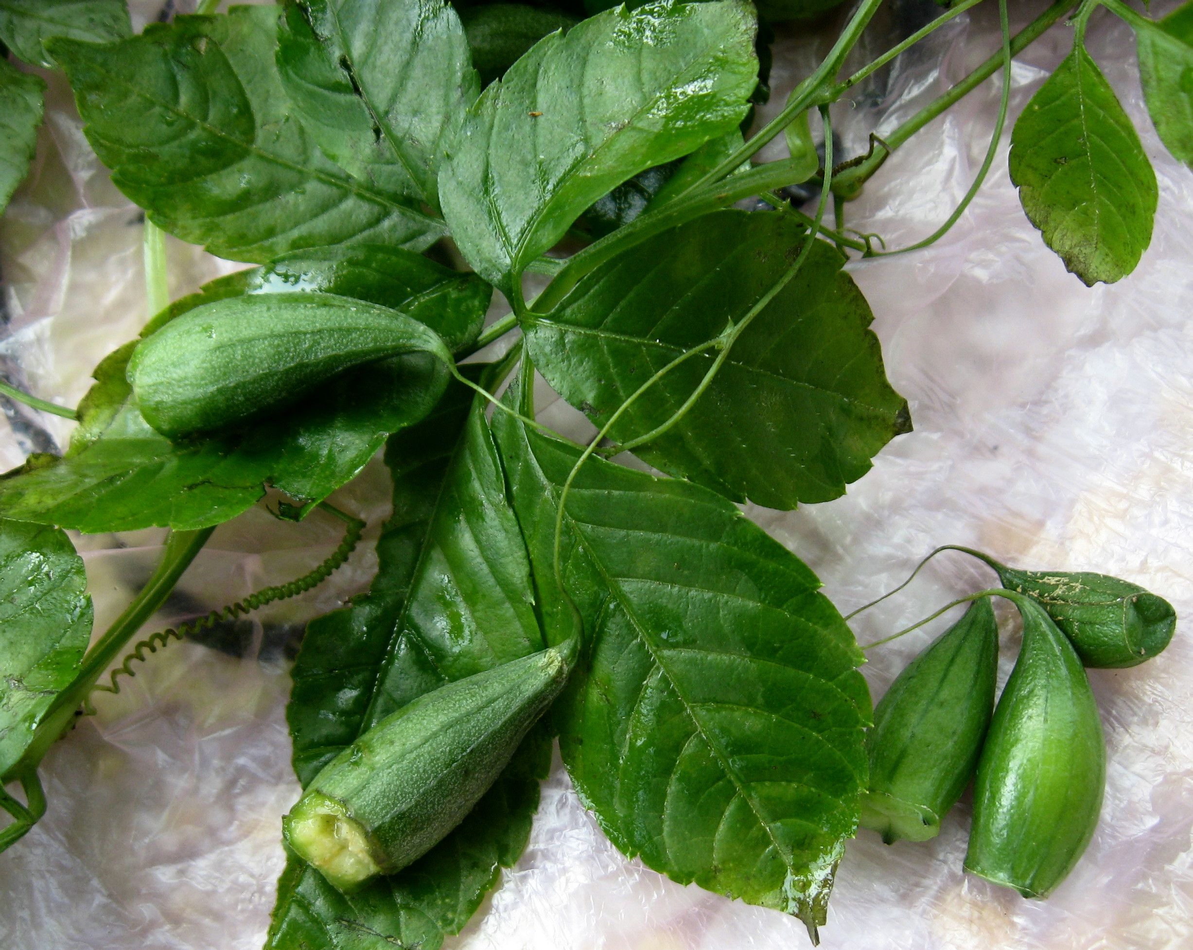 湖北鑫福隆公司 #湖北鑫福隆 湖北鑫福隆生物科技有限