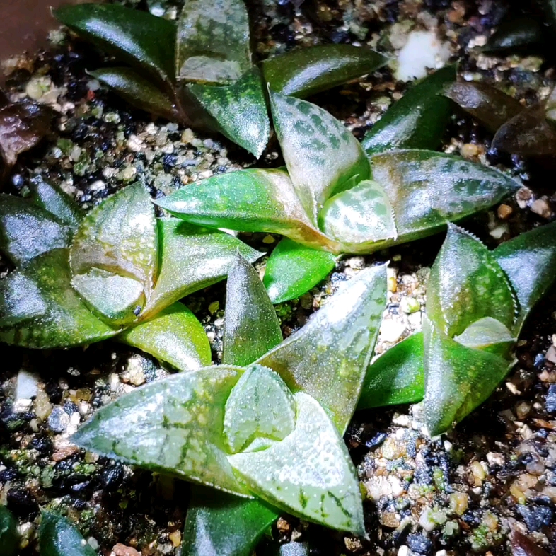 十二卷软硬叶远缘杂交