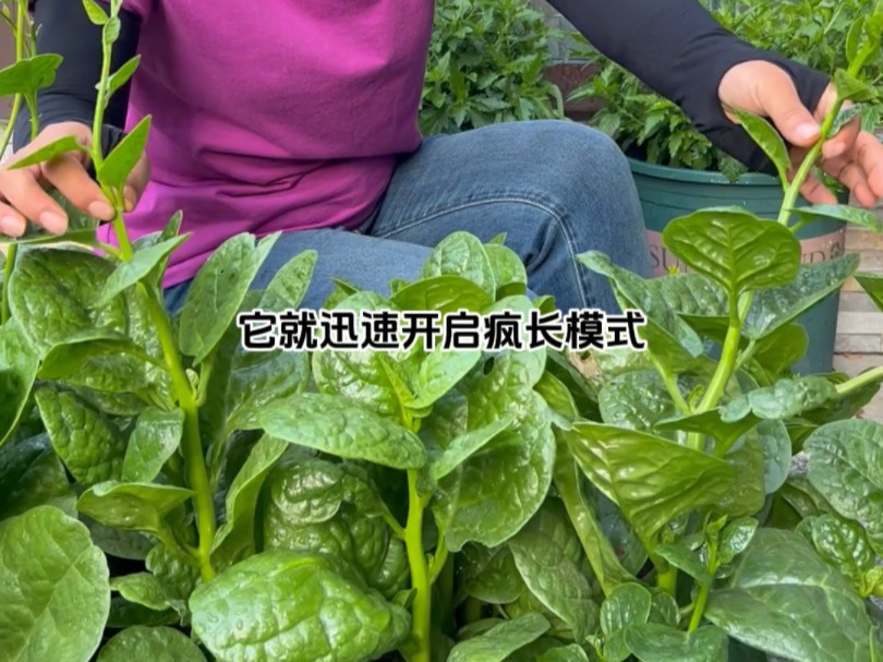 木耳菜喜热,生长力旺盛,现在正是种植好时候哔哩哔哩bilibili