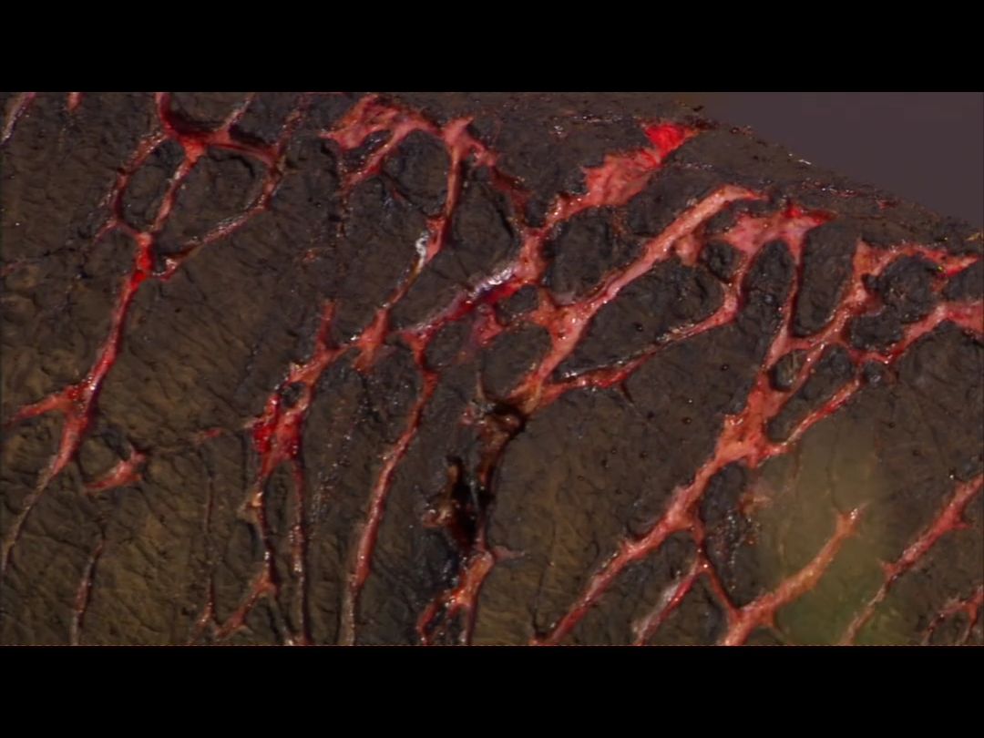 【动物观察日记】濒死的河马伤口里面长满了蛆