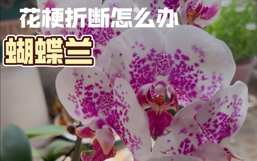 【蝴蝶兰】龙树枫叶,花梗断了怎么办?花还能继续开哔哩哔哩bilibili